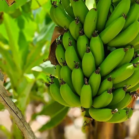 アパート Montana Negra I