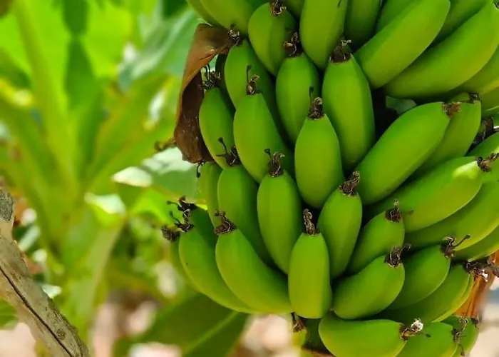 Apartament Montana Negra I